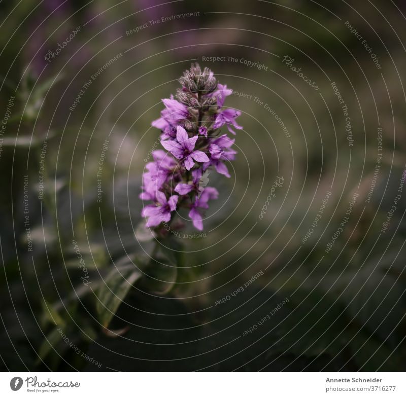 Wiesenblume Nahaufnahme Pflanze schön Außenaufnahme Gras Natur Blume Sommer Blumenwiese grün Garten Schwache Tiefenschärfe Farbfoto