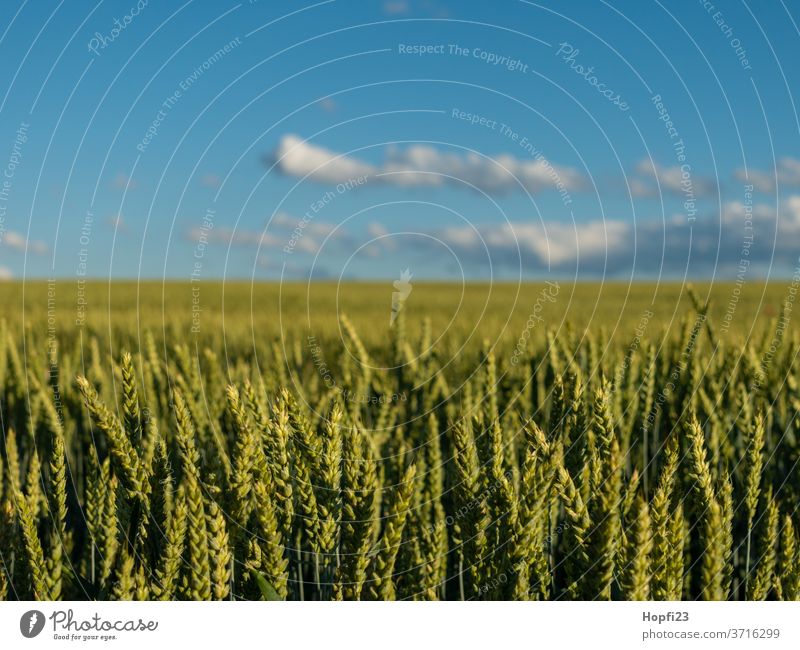 Weizenfeld Korn Kornfeld Getreide Feld Landwirtschaft Sommer Natur Getreidefeld Ackerbau Ähren Nutzpflanze Ernährung Wachstum Pflanze Außenaufnahme Lebensmittel