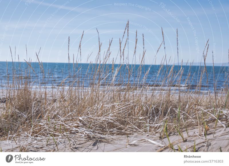 Dünengras am Meer ,( Firth of clyde ) bei Ayr in Schottland Sand Himmel Außenaufnahme Ferien & Urlaub & Reisen Natur Menschenleer Landschaft Tag Farbfoto