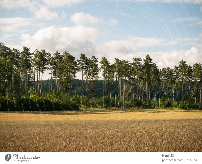 Kiefern Wald baum Sommer sonne Sonnenschein grün Himmel blau Wolkenloser Himmel groß alt Natur Baum Außenaufnahme Landschaft Farbfoto Menschenleer Tag Pflanze