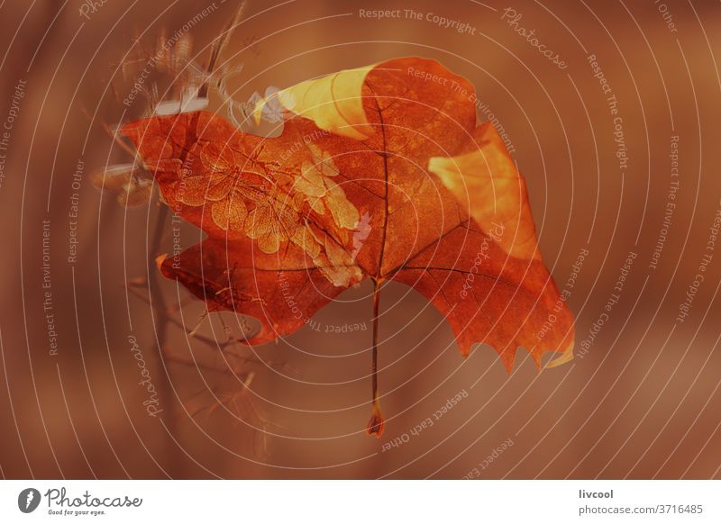 trockenes Blatt auf braunem Hintergrund II Trockene Blätter Blume Herbst weiß Blüte Blütenknospen Baum plantae Natur Ast Blütenblatt Garten Park Frankreich