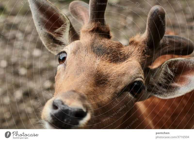 Damhirsch blickt in die Kamera. Nahaufnahme Damwild damhirsch wildtier augen hungrig Tier Tierporträt Fell Natur Tiergesicht Blick in die Kamera Neugier