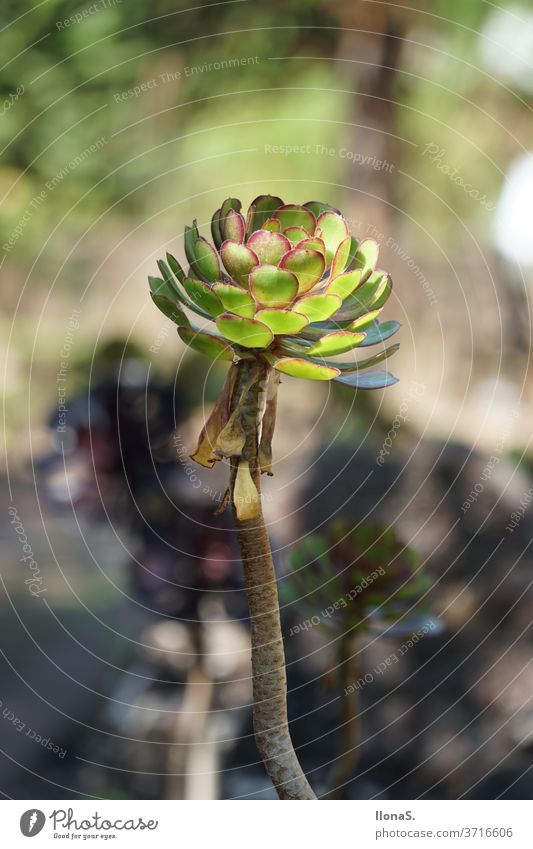 Sukkulenten, Steinpflanzen Suculentus gewächs gewächshaus kakteengewächs wüstenpflanze dickblattgewächs sempervivum hauswurz blumen zierpflanze