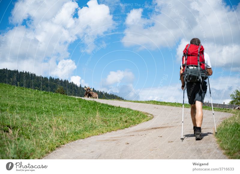 Wandern in den Bergen Allgäu wandern Ferien & Urlaub & Reisen Auszeit freizeit laufen Wolken Stöcke Kuh Kühe rot Rucksack genießen Sommer