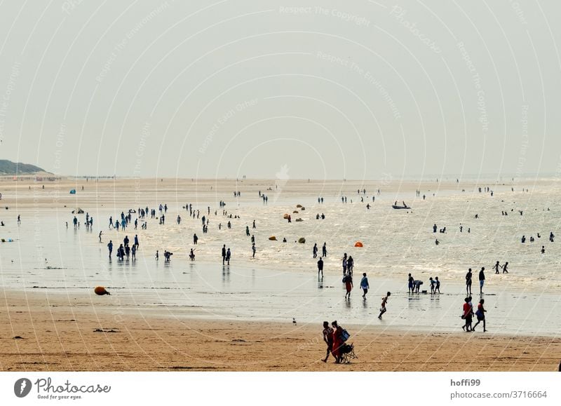 abendliches reges Treiben am Strand Meer Küste Sommer Landschaft nass Wasser Ferien & Urlaub & Reisen Erholung ebbe und flut Sonnenlicht Silhouette Sand