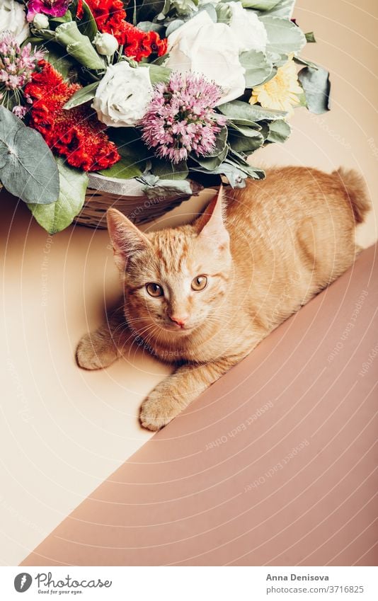 Süßes Ingwer-Kätzchen Katzenbaby niedlich sich[Akk] entspannen Blume Haustier Baby manx schwanzlos heimwärts gemütlich Komfort aussruhen fluffig Spielen