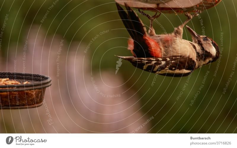 Buntspecht hangover, Erdnuss statt Mehlwurm Tier Nahaufnahme Mehlwürmer Makroaufnahme Insekt Natur getrocknet Protein Lebensmittel Wurm Farbfoto Mahlzeit