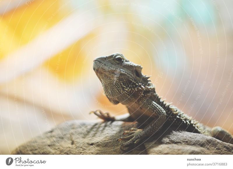 kleiner drache auf einem felsen Drache Felsen Leguan Echse Bartagame Reptil urzeitlich Tier exotisch Wildtier Zoo Wüste Gehege Schuppen Klauen Tierporträt