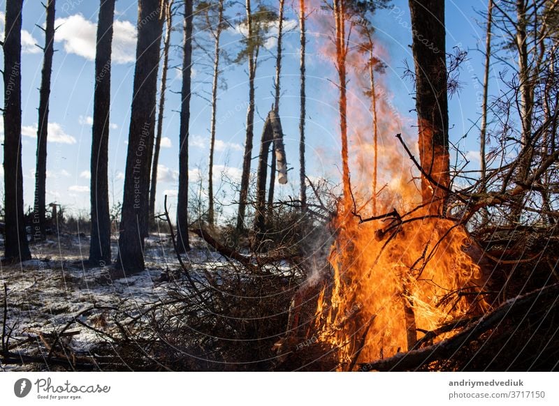 Brennendes Feuer. Das Lagerfeuer brennt im Wald. Textur des brennenden Feuers. Das Lagerfeuer zum Kochen im Wald. Verbrennen von trockenen Zweigen. Touristenfeuer im Wald. Textur von brennenden Zweigen