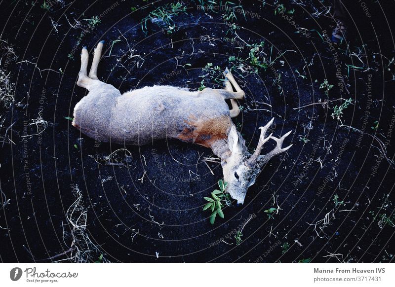 Vom Jäger erlegter Hirsch in Transsylvanien Hirsche Spiel Jagd Totes Tier Trophäe Transsilvanien Horn Wildtier Natur Tierwelt Rumänien