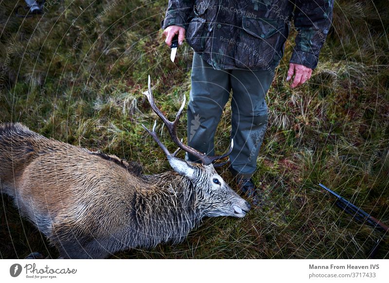 Jäger, der sich darauf vorbereitet, Rehe zu häuten, nachdem er sie in den schottischen Highlands erlegt hat. Jagd Hirsche Säugetier Natur Messer Häuten Horn