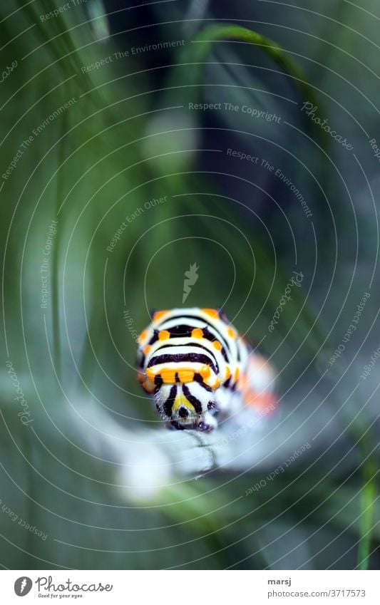 Vorfreude | Rüebliraupe auf dem Vormarsch und wird bald zum Schwalbenschwanz Papilionidae Raupe Bunt Tier Wildtier Natur 1 Insekten fressen grün Farbfoto