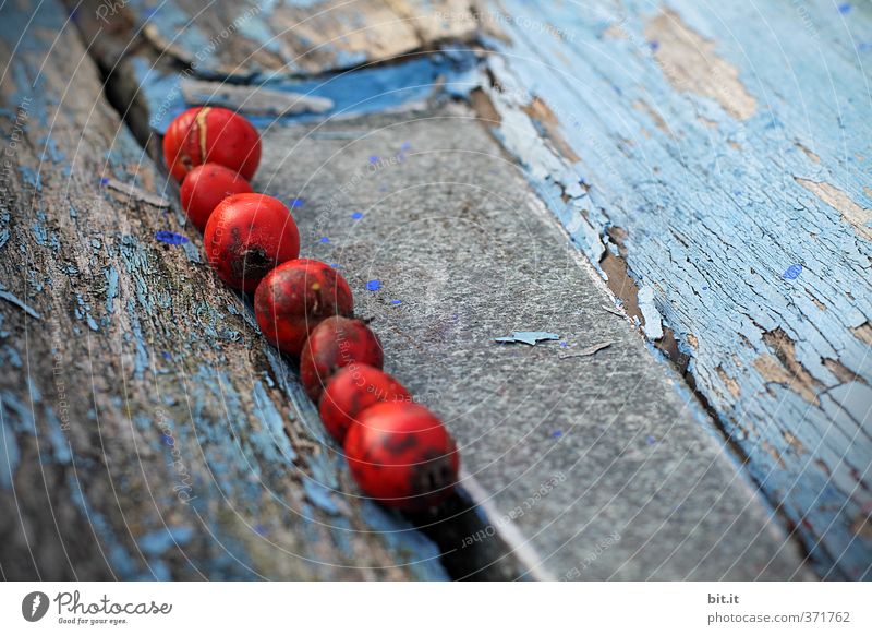 in der Rille Herbst Dekoration & Verzierung Sammlung Linie blau rot Konkurrenz Konzentration Kreativität Konflikt & Streit Teamwork Wege & Pfade Furche Kette