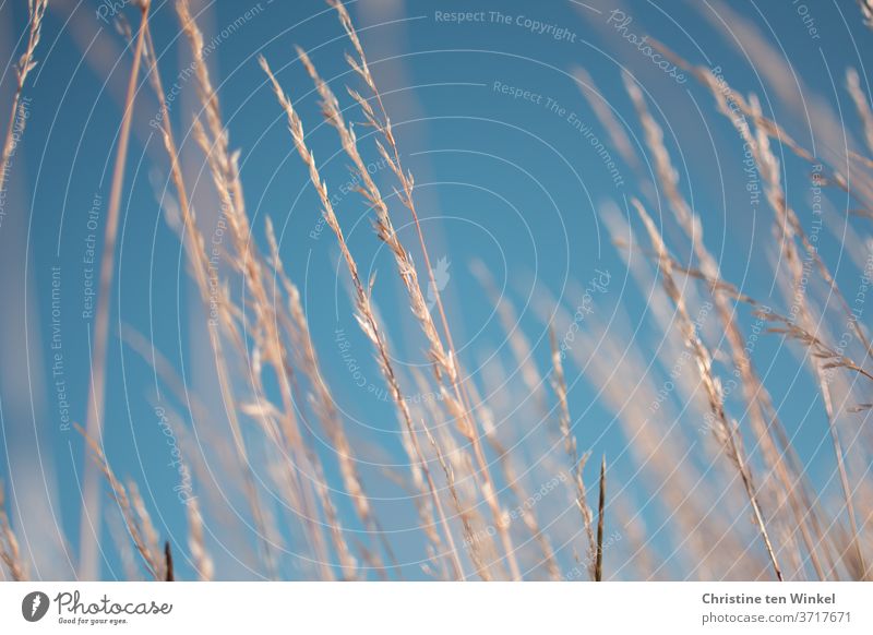 Trockene Gräser im Sonnenlicht vor leuchtend blauem Sommerhimmel trockene Gräser Gras Himmel himmelblau Nahaufnahme Schwache Tiefenschärfe schönes Wetter