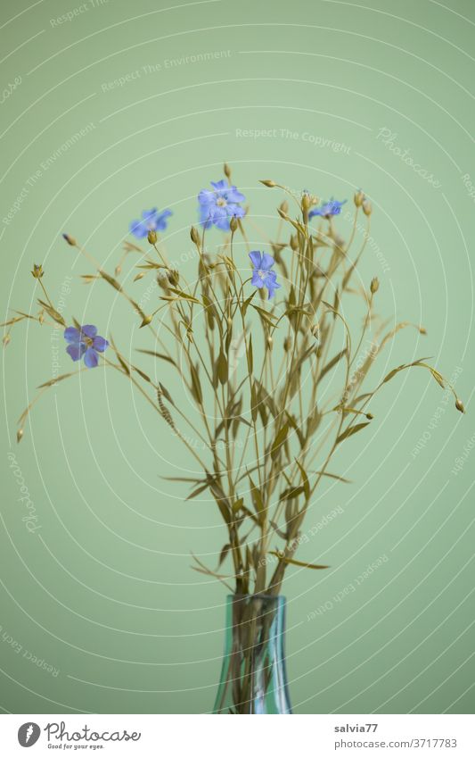 Leinblumenstrauß in einer Vase Blumenstrauß Blüte Dekoration & Verzierung Innenaufnahme Pflanze Blühend Natur grün Menschenleer Farbfoto Frühling