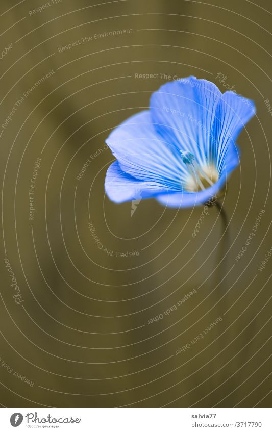 Leinblüte Blüte Blume Flachsblüte Pflanze Natur Blühend Sommer Schwache Tiefenschärfe Nutzpflanze Duft hellblau zart Farbfoto Menschenleer Makroaufnahme