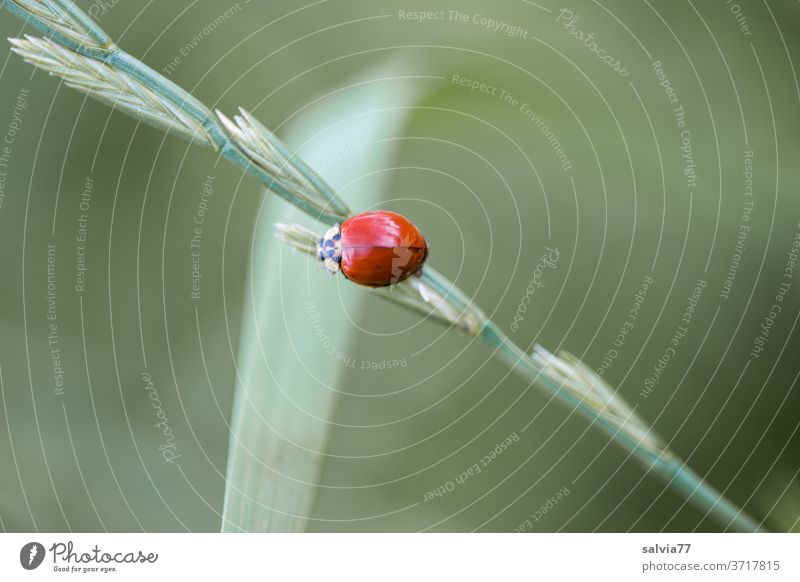 ohne Punkte Natur Marienkäfer Käfer Asiatischer Marienkäfer Coleoptera Blatt Grashalm Pflanze Kontrast klein krabbeln Insekt Makroaufnahme