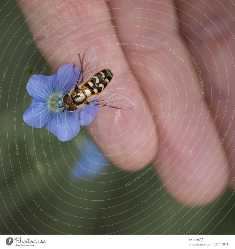 zutrauliche Schwebefliege Natur Blüte Leinblüte Insekt Hand Makroaufnahme Tier 1 Blume Pflanze Berührung zart Blühend Textfreiraum unten Außenaufnahme