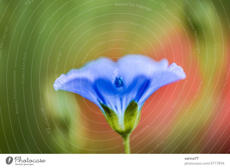 abstrakte Darstellung einer Leinblüte Blume Makro Natur Blüte Flachsblüte Nahaufnahme schön Pflanze Makroaufnahme blau grün rot Blütenblatt Linum usitassimum