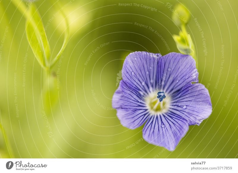 Nahaufnahme einer Leinblüte Blüte Natur Nutzpflanze Pflanze blau grün Sommer Blühend Duft Blume zart fein filigran schön ästhetisch Wachstum