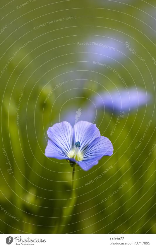 Leinblüten, hellblau und zart Natur Blumen Pflanze Blüte Sommer Blühend Blumenwiese grün Farbfoto Wiese Außenaufnahme Wachstum natürlich Feld Nutzpflanze schön