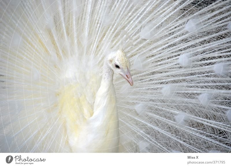 Pfau Tier Vogel Flügel 1 schön weiß Gefühle Laster Hochmut Stolz eitel Albino Pfauenfeder Metallfeder Farbfoto Gedeckte Farben Nahaufnahme Muster Menschenleer