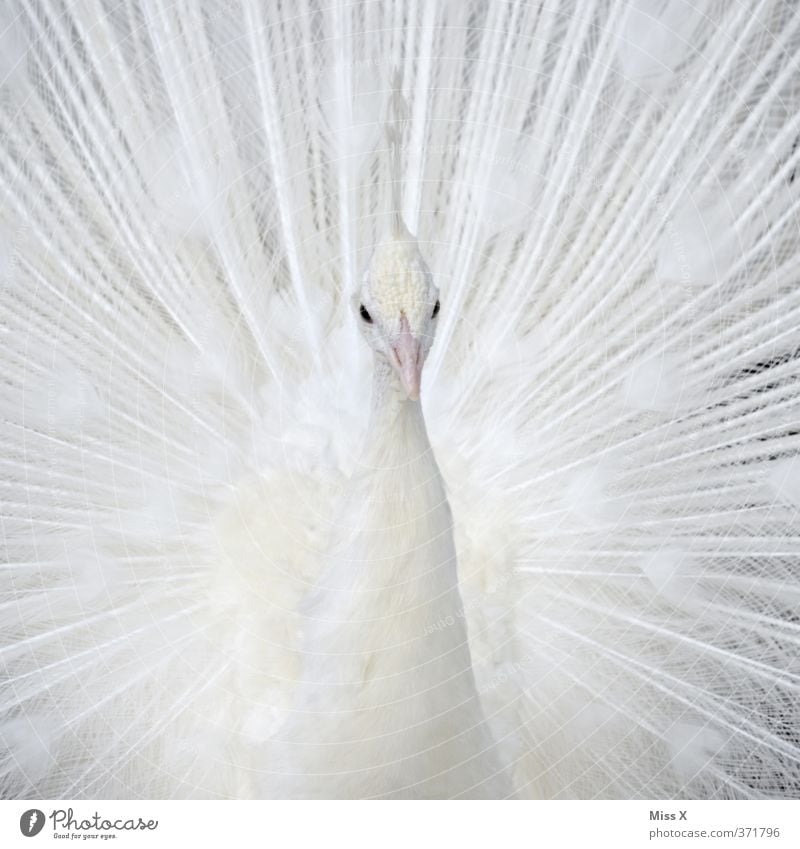 Weißer Pfau Tier Vogel 1 schön weiß Stolz eitel rein Albino Pfauenfeder Farbfoto Nahaufnahme Detailaufnahme Muster Menschenleer Textfreiraum links