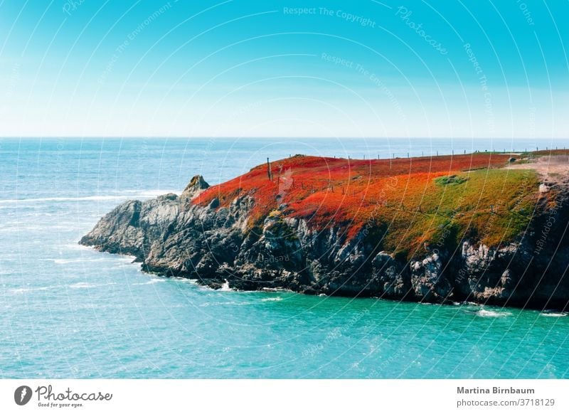 Feuerrote Vegetation auf einem Felsen am Pazifischen Ozean, Kalifornien Felsbrocken Landschaft reisen Uferlinie Strand Meer blau Stein Wasser Pazifik Natur