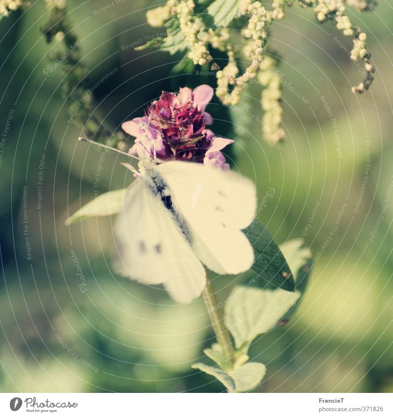 Butterfly Natur Pflanze Sommer Schönes Wetter Blume Blatt Blüte Wildpflanze Garten Park Tier Schmetterling Bewegung Blühend Duft fliegen elegant exotisch frei