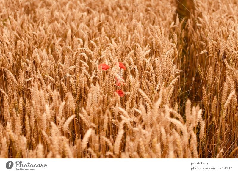 Ein Kornfeld mit mohnblumen im Sommer. Landwirtschaft getreide landwirtschaft gerste weizen ähren getreideähren sommer Natur Ackerbau Getreidefeld Feld