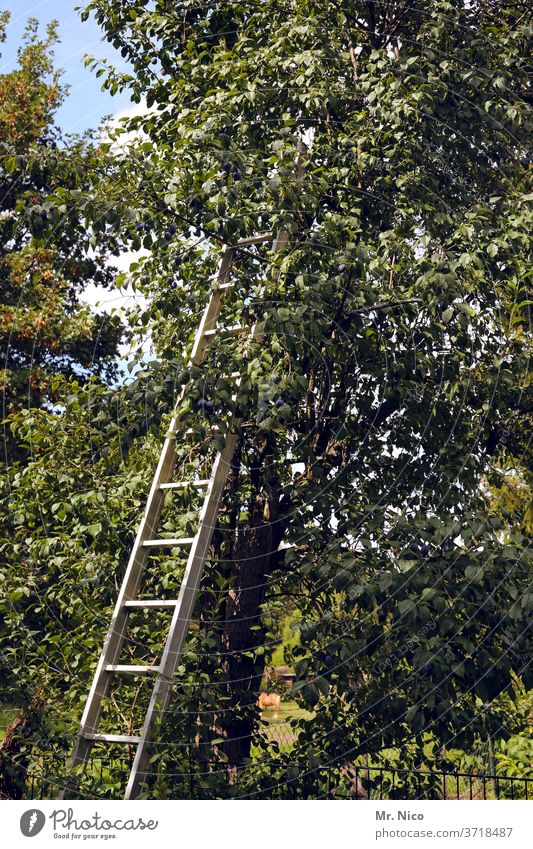 Pflaumenernte Baum Ernte Pflanze pflücken Frucht fruchtig auf dem Land Garten Biologische Landwirtschaft Bioprodukte Obstbauer Aluleiter Leiter Erntehelfer