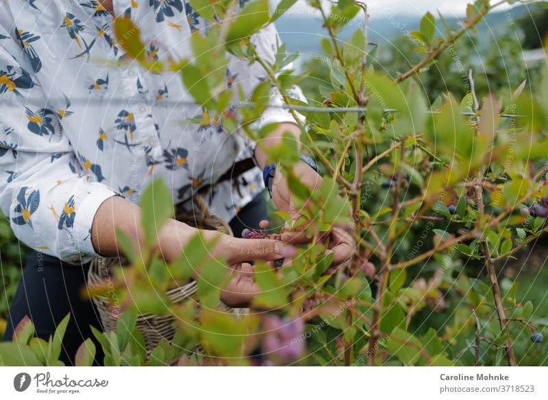 Frau pflückt Holunderbeeren Garten sommer Natur Sommer Pflanze Blüte Blume Außenaufnahme Farbfoto Tag Umwelt Bauern Gartenarbeit Blühend Blatt Nahaufnahme