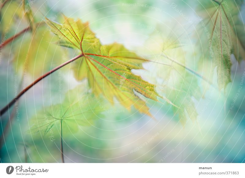 immer zum Licht hin Natur Frühling Sommer Herbst Pflanze Baum Blatt Ahornblatt Ahornzweig Zweige u. Äste fantastisch hell natürlich positiv Romantik ruhig