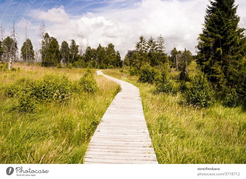 Der Holzsteg im Hohen Venn schlängelte sich durch das grüne Gras und verschwand zwischen den Bäumen Hohes Venn Belgien Naturschutzgebiet Moor Hochmoor