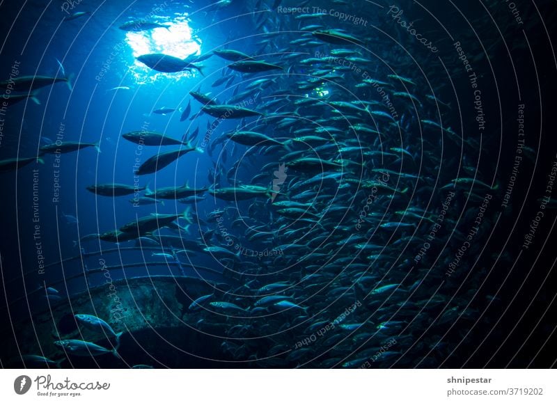 Unterwasseraufnahme eines Fischschwarms Schwarm Schwarmintelligenz Fische blau tief tauchen schwimmen schnorcheln Rügen Stralsund Lichtquelle Tier Tiere