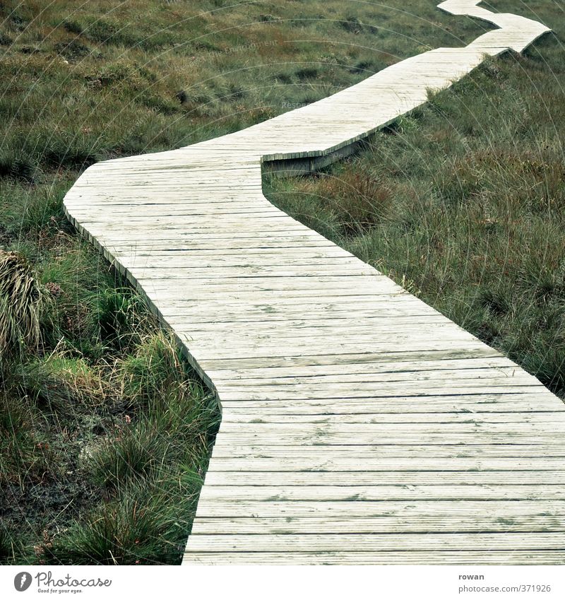 ungerade Umwelt Natur Landschaft Gras Sträucher Moos Grünpflanze Wiese Feld Wege & Pfade grün Holz Holzbrett Fußweg verzweigt Orientierung Ziel wandern