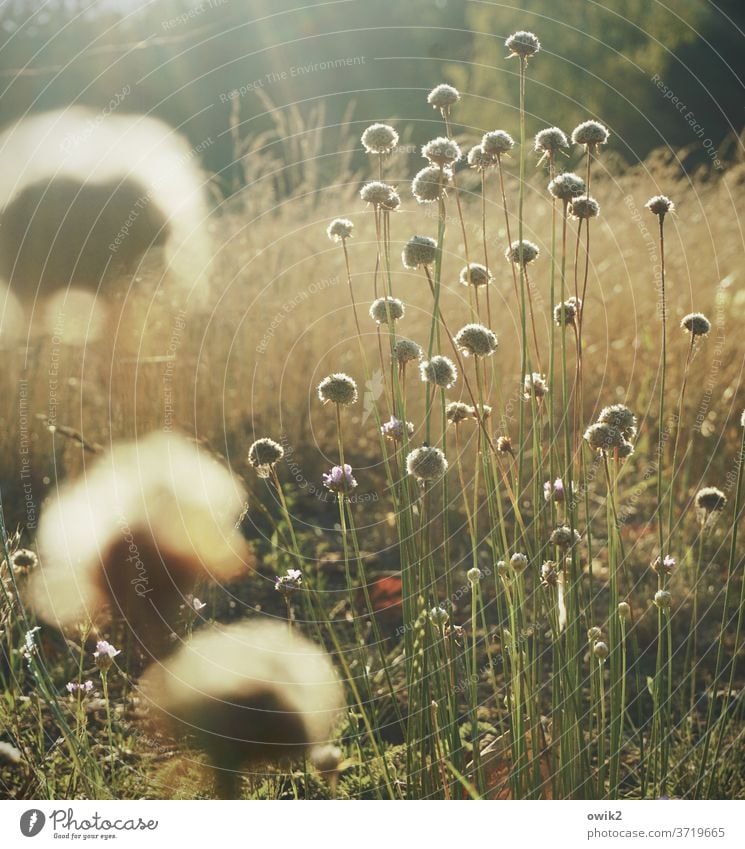 Köpfchen Wiese Pflanze Sommer Außenaufnahme Natur Umwelt Schönes Wetter Schwache Tiefenschärfe natürlich Sonnenlicht blühen Idylle geheimnisvoll viele klein