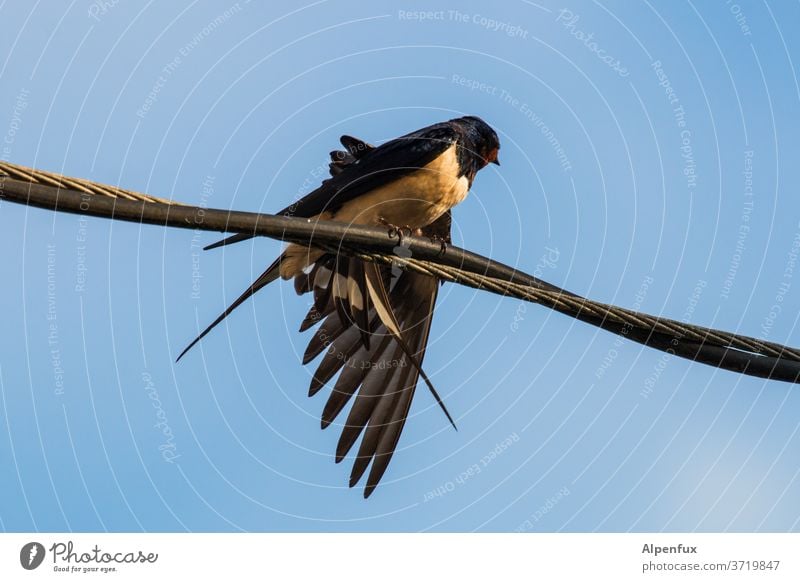 Jungfernflug | Vorfreude Schwalben Vogel Tier Außenaufnahme Farbfoto Wildtier Tag sitzen federnd Flügel Menschenleer natürlich 1 Tierporträt Nahaufnahme Umwelt