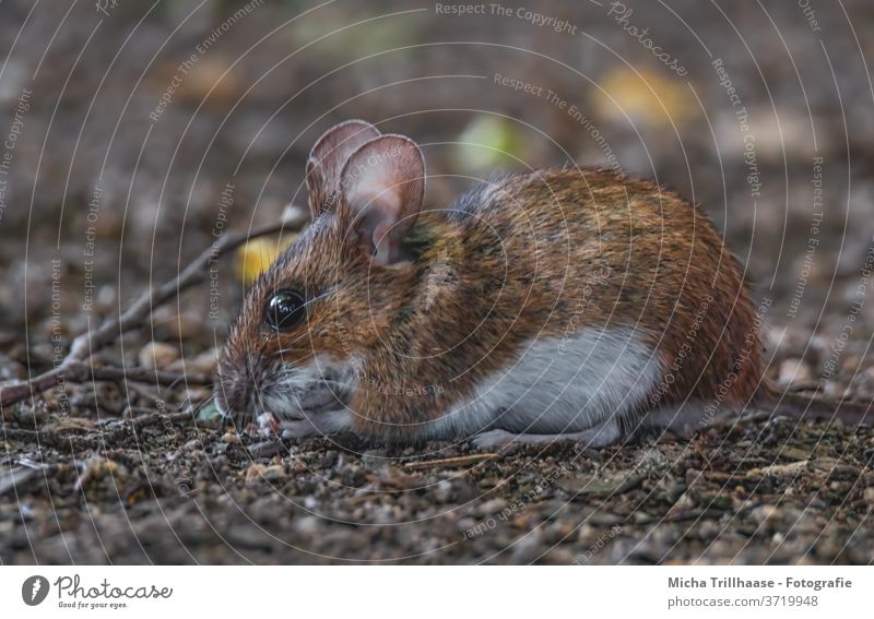 Fressende Maus Rötelmaus Myodes glareolus Tiergesicht Auge Nase Maul Ohr Fell beobachten Blick Wildtier Wald Zweige u. Äste Sonnenlicht Schönes Wetter