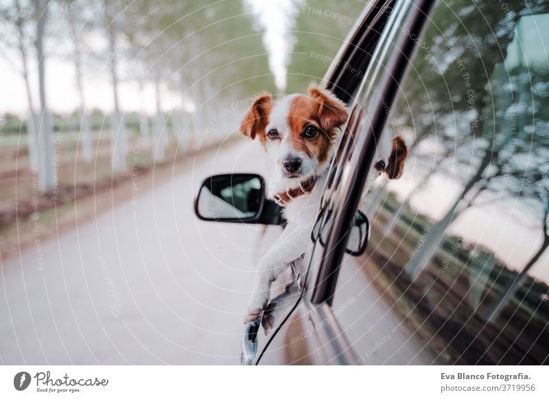 süßer kleiner Jack-Russell-Hund in einem Auto, der am Fenster beobachtet. Bereit zu reisen. Konzept des Reisens mit Haustieren PKW im Freien Spaß Laufwerk