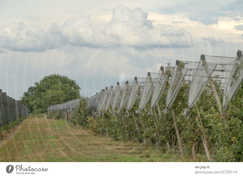 Apfelplantage mit einem Netz als Schutz Äpfel Apfelbäume Plantage Obstplantage Apfelernte Apfelbaum Frucht grün Ernte Ernährung Gesundheit Bioprodukte