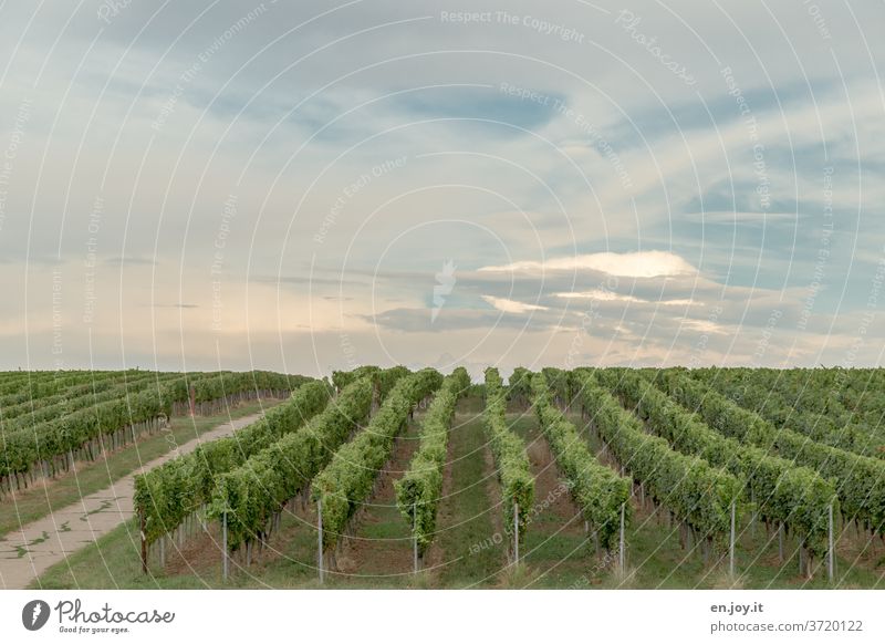 Weinberg bis zum Horizont Pfalz Rheinland-Pfalz Weinbau Reben Weinrebe Weitwinkel Wolken Landwirtschaft Himmel grün Idylle Weinreben Landschaft Wege & Pfade