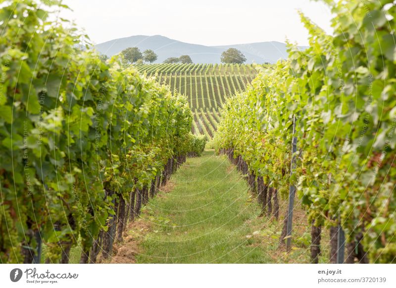 Weinberg bis zum Horizont Pfalz Rheinland-Pfalz Weinbau Reben Weinrebe Weitwinkel Wolken Landwirtschaft Himmel grün Idylle Weinreben Landschaft Wege & Pfade