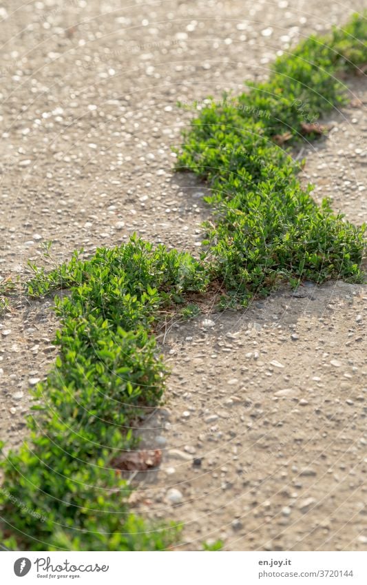 Naturgewalt - durch einen Riss im Beton bricht sich die Natur mit sanfter Gewalt Bahn und durchdringt mit Unkraut jede Pore, die sich ihr bietet Spalte