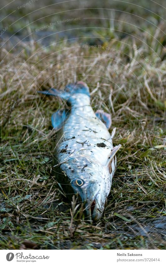 Nahaufnahme des Hechts Fisch Fischen Lebensmittel Natur Tier frisch fangen roh vereinzelt Meeresfrüchte Fluss Gras Wasser MEER See Flosse weiß Leitwerke