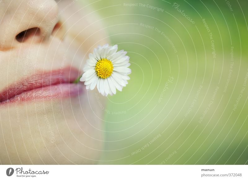 unbeschwert Gesicht Gesundheit Wohlgefühl Mensch Leben Nase Mund Lippen Frühling Sommer Blume Gänseblümchen genießen Fröhlichkeit Glück natürlich Gefühle Freude