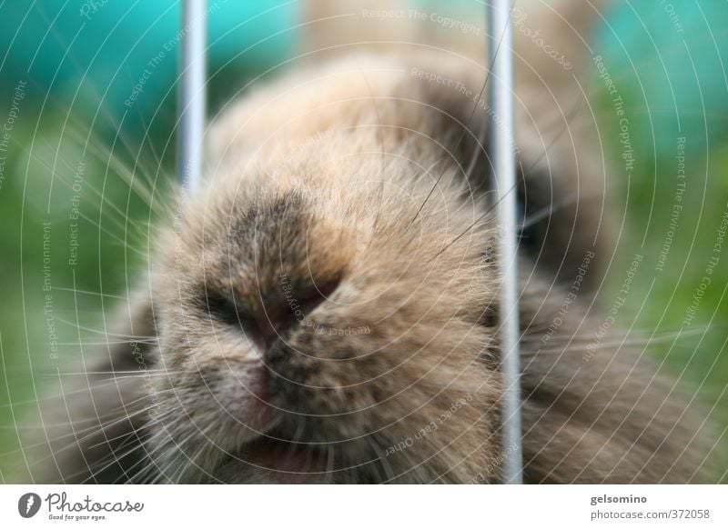 Hasennase Haare & Frisuren Nase Mund Natur Fell brünett Bart Tier Haustier Hase & Kaninchen 1 warten klein nah braun grün Farbfoto Außenaufnahme Tag Tierporträt