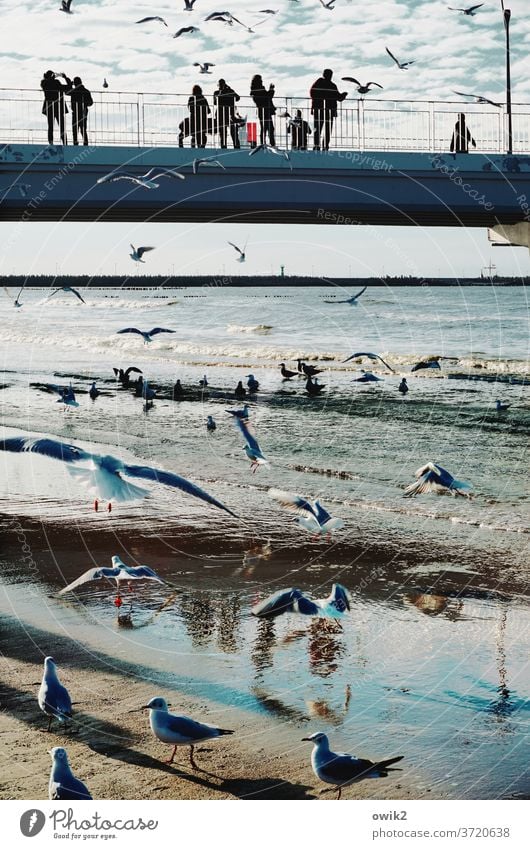 Möwen zählen Seebrücke Ostsee Horizont Himmel Farbfoto Außenaufnahme beobachten Bewegung Fressen Küste Wellen Wolken Sonnenlicht Tag viele wild füttern luftig