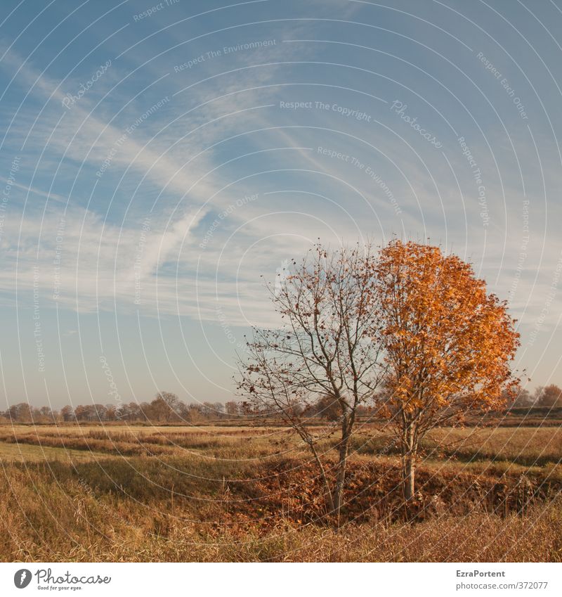 erster ;-) Umwelt Natur Landschaft Pflanze Himmel Wolken Herbst Klima Klimawandel Wetter Schönes Wetter Baum Blatt Wiese Feld Holz außergewöhnlich natürlich