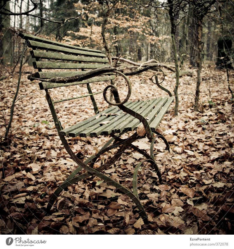 Banklaub Umwelt Natur Landschaft Pflanze Erde Herbst Wetter Baum Blatt Park Wald Holz Erholung alt ästhetisch dunkel braun gelb grün Traurigkeit Einsamkeit